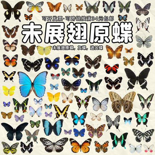 真蝴蝶练手原蝶未展翅灰蝶闪蝶