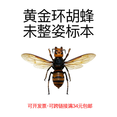 未整姿昆虫黄金环胡蜂DIY材料