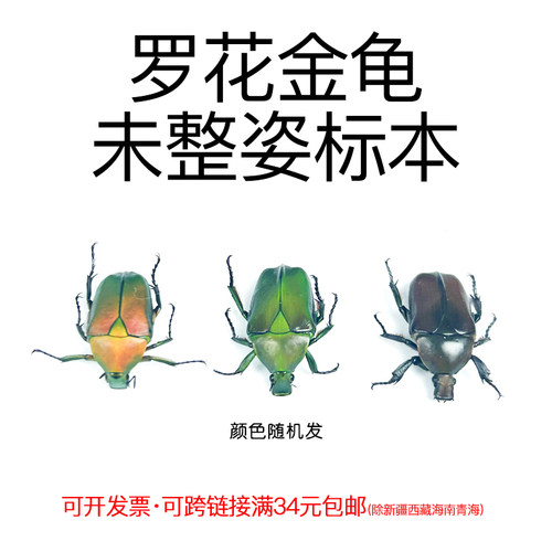 未整资昆虫罗花金龟DIY制作材料