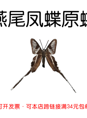 未展翅原蝶燕尾凤蝶DIY材料