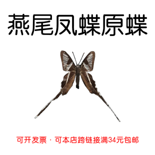 真蝴蝶原蝶燕尾凤蝶未展翅蝴蝶标本制作diy手工材料A1/A-品质
