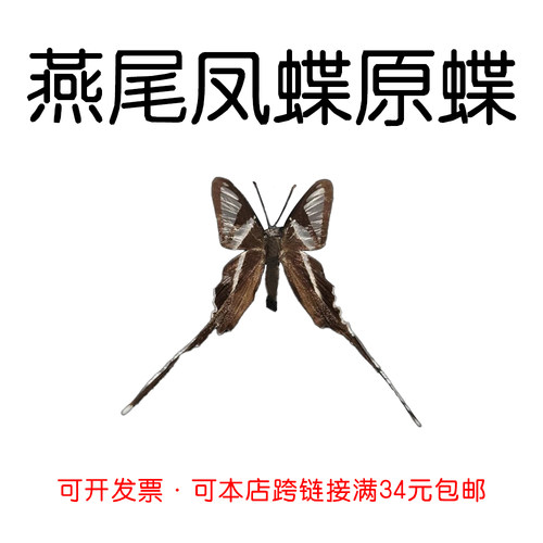未展翅原蝶燕尾凤蝶DIY材料