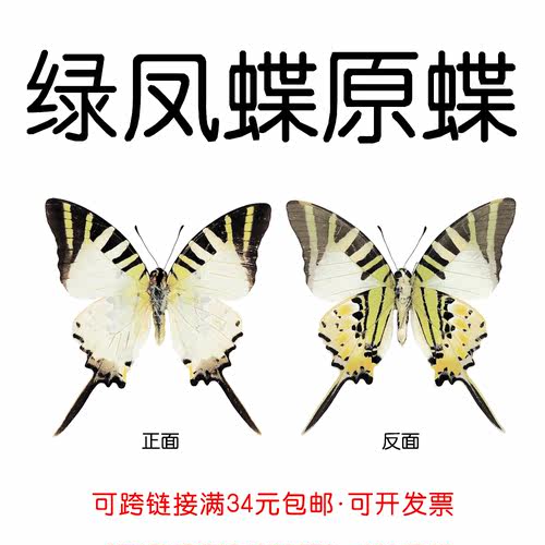 手工DIY绿凤蝶真未展翅原蝶