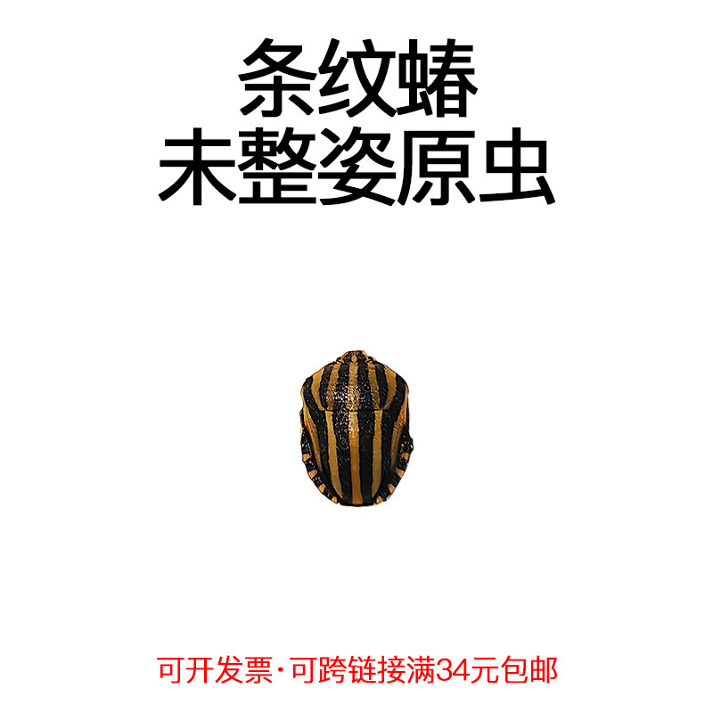 真昆虫未整姿原虫条纹蝽标本湿虫手工DIY造景材料微距科普教育,家居饰品,标本类装饰画,淘宝优惠券,粉丝福利购,淘宝优惠卷