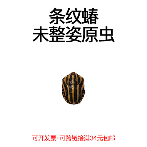 未整姿昆虫条纹蝽DIY材料