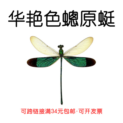 华艳色蟌 蜻蜓 色蟌标本材料 未展翅昆虫 昆虫标本 科普教学收藏 - 封面