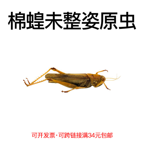 未整姿昆虫棉蝗DIY材料