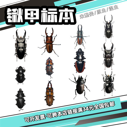 真昆虫未整姿标本锹甲中华大扁锹