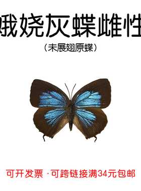 娥娆灰蝶雌性未展翅原蝶标本Neptis sappho手工标本制作DIY材料