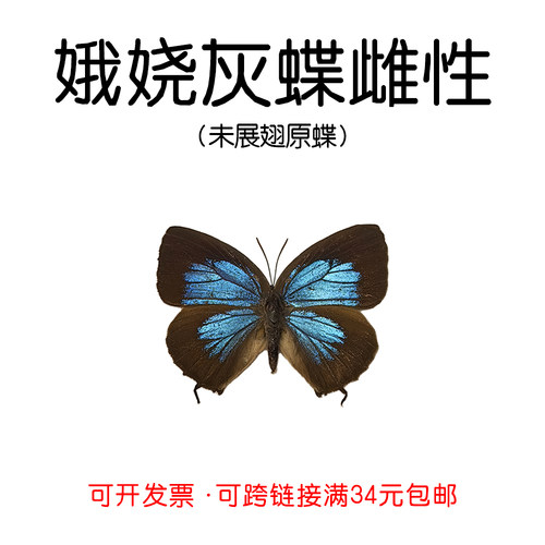 真灰蝶标本已展翅娥娆灰蝶雌性
