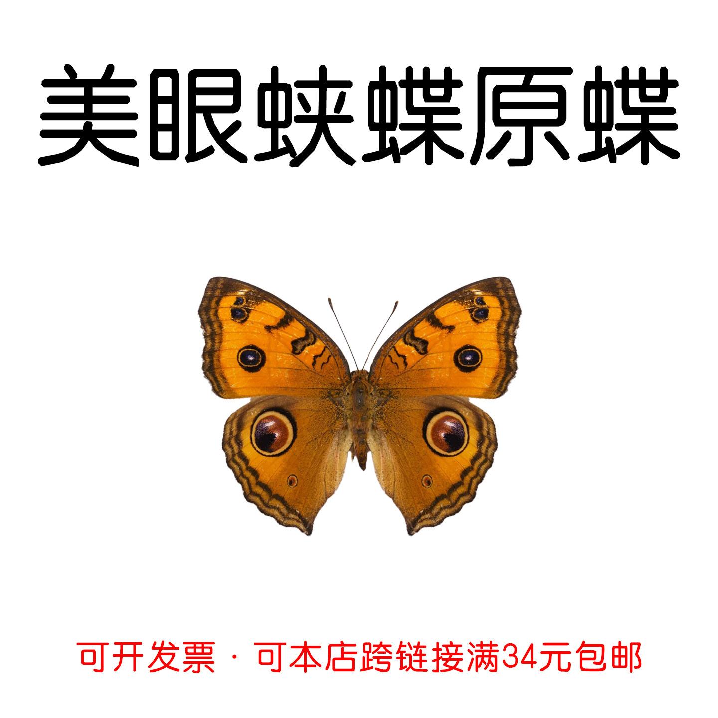 真蝴蝶未展翅美眼蛱蝶原蝶蝴蝶手工标本材料A1/A-品质三角袋包装