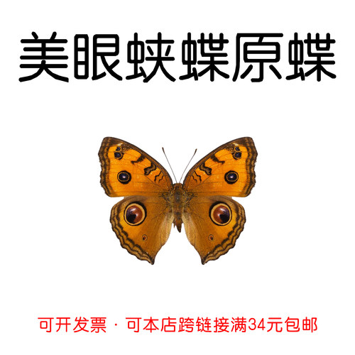 未展翅原蝶美眼蛱蝶DIY手工材料