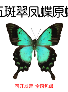 真蝴蝶标本未展翅五斑翠凤蝶Papilio lorquinianus三角袋包装A1A-