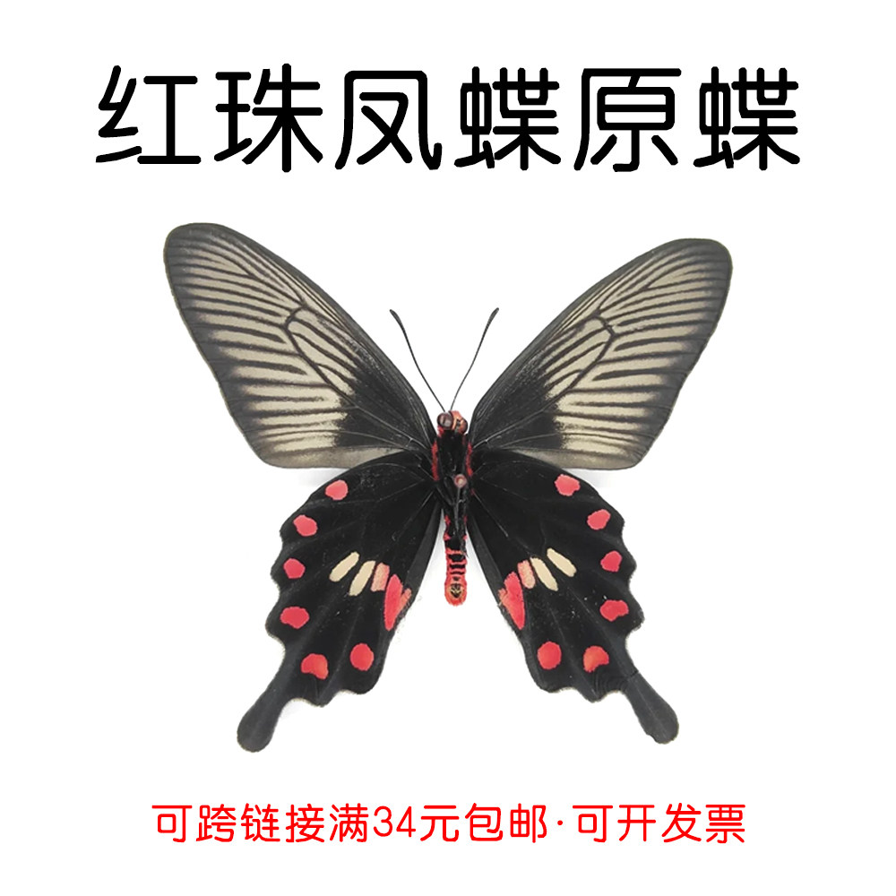 真蝴蝶原蝶红珠凤蝶未展翅蝴蝶标本制作手工diy材料a1/a1-品质