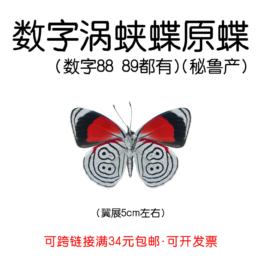 进口秘鲁未展翅原蝶数字涡蛱蝶Diaethria Clymena干制标本A1/A-