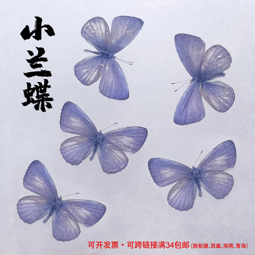 未展翅原蝶diy材料小兰蝶灰蝶蓝
