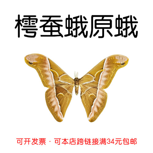 未展翅樗蚕蛾标本原蛾材料