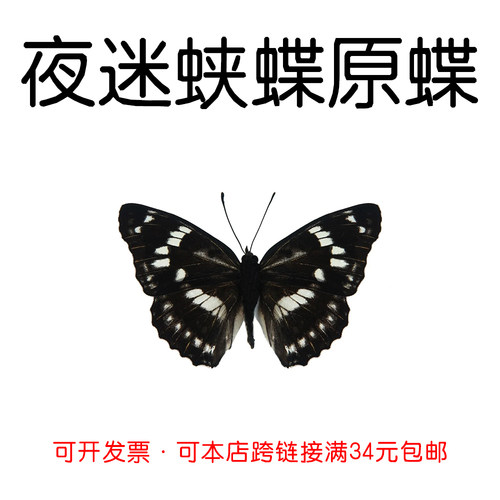 手工DIY夜迷蛱蝶真蝴蝶原蝶