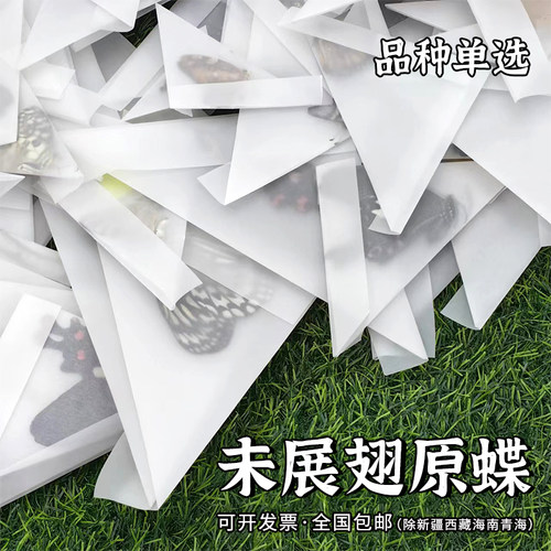 未展翅原蝶手工DIY真蝴蝶原蝶