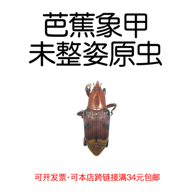 未整姿昆虫芭蕉象甲DIY材料