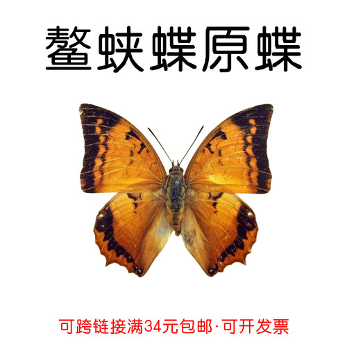 研学手工DIY螯蛱蝶真蝴蝶原蝶