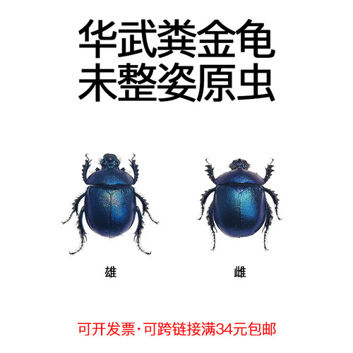 未整姿昆虫华武粪金龟DIY材料