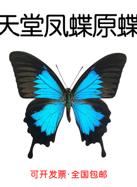 进口真蝴蝶标本未展翅天堂凤蝶Papilio ulysses三角袋包装A1/A-