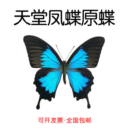 未展翅天堂凤蝶三角袋包装A1/A-