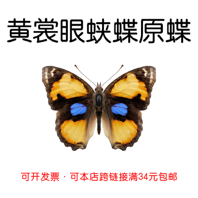 未展翅原蝶黄裳眼蛱蝶DIY材料