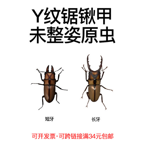 未整姿昆虫Y纹锯锹甲DIY材料
