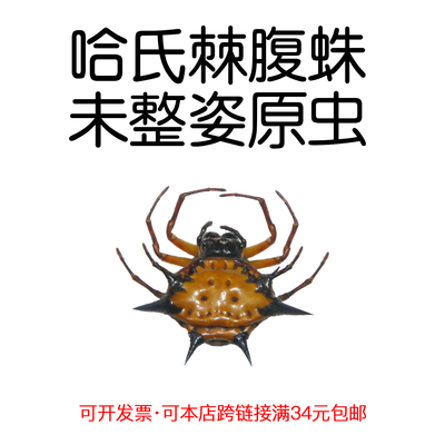 未整姿真昆虫哈氏棘腹蛛材料