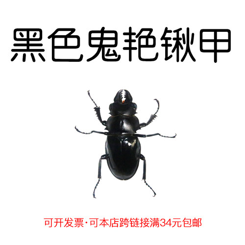 未整姿昆虫黑色鬼艳锹甲DIY材料