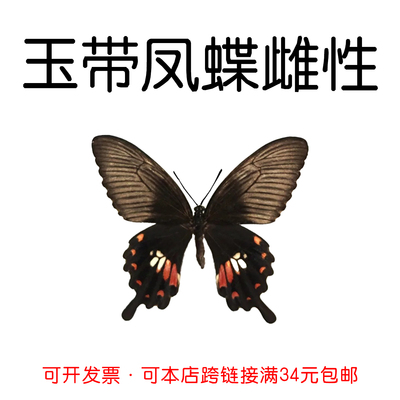 未展翅原蝶玉带凤蝶雌DIY材料