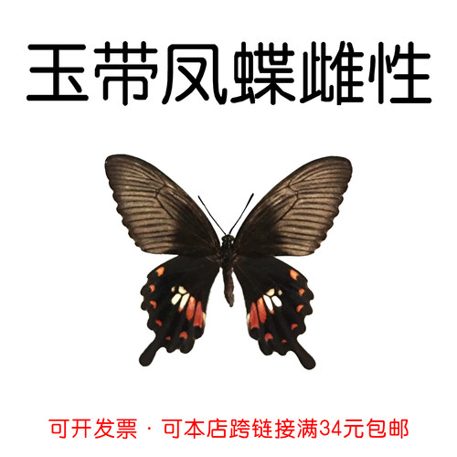 未展翅原蝶玉带凤蝶雌DIY材料