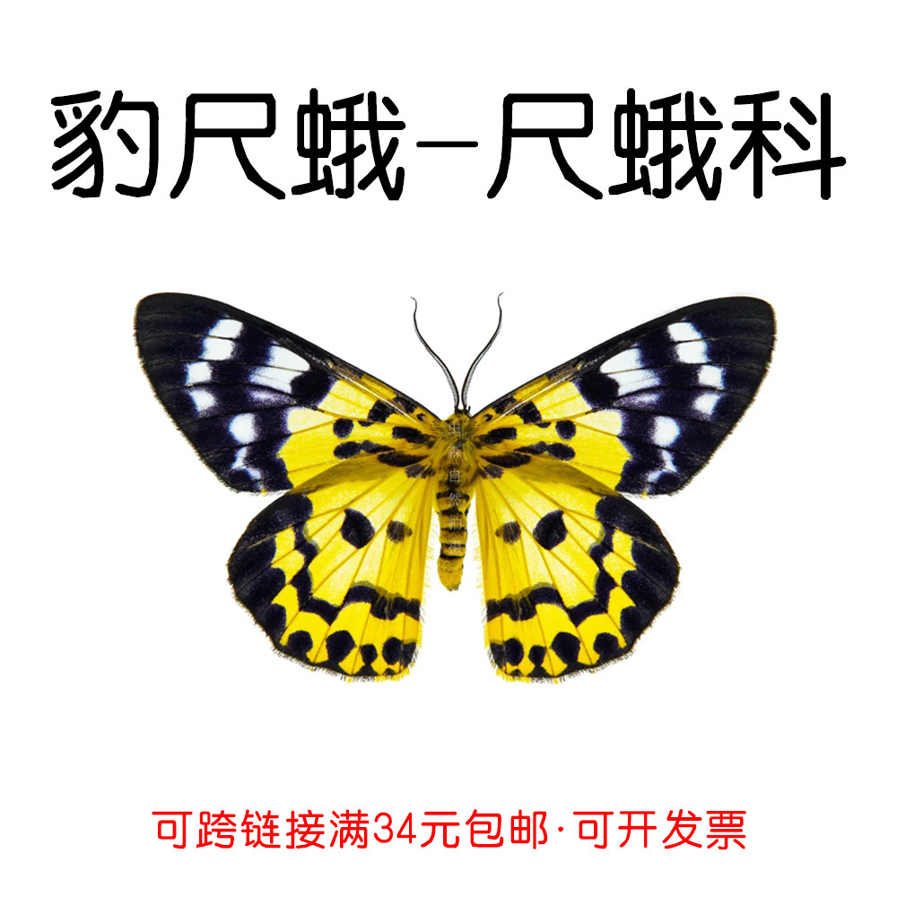 豹尺蛾未展翅蛾类虎蛾标本制作diy研学手工材料A1/A-品质蛾子,家居饰品,标本类装饰画,淘宝优惠券,粉丝福利购,淘宝优惠卷