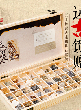 50种天然古生物化石礼盒摆件菊石三叶虫弓石燕标本矿石奇石收藏