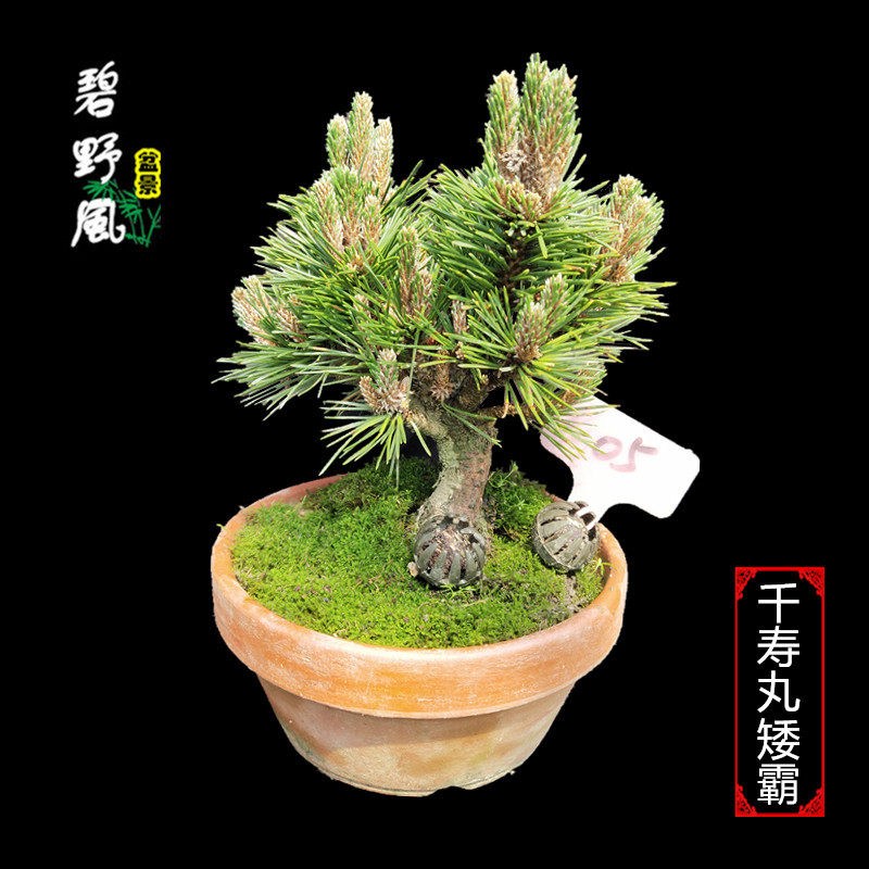 碧野風盆景松树盆栽千寿丸矮霸植物老桩黑松造型小型常绿室外盆景