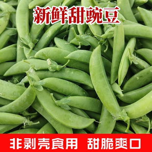 苏北甜豌豆新鲜甜豆带壳吃当季绿色蔬菜农家非剥壳食用豌豆荚甜脆
