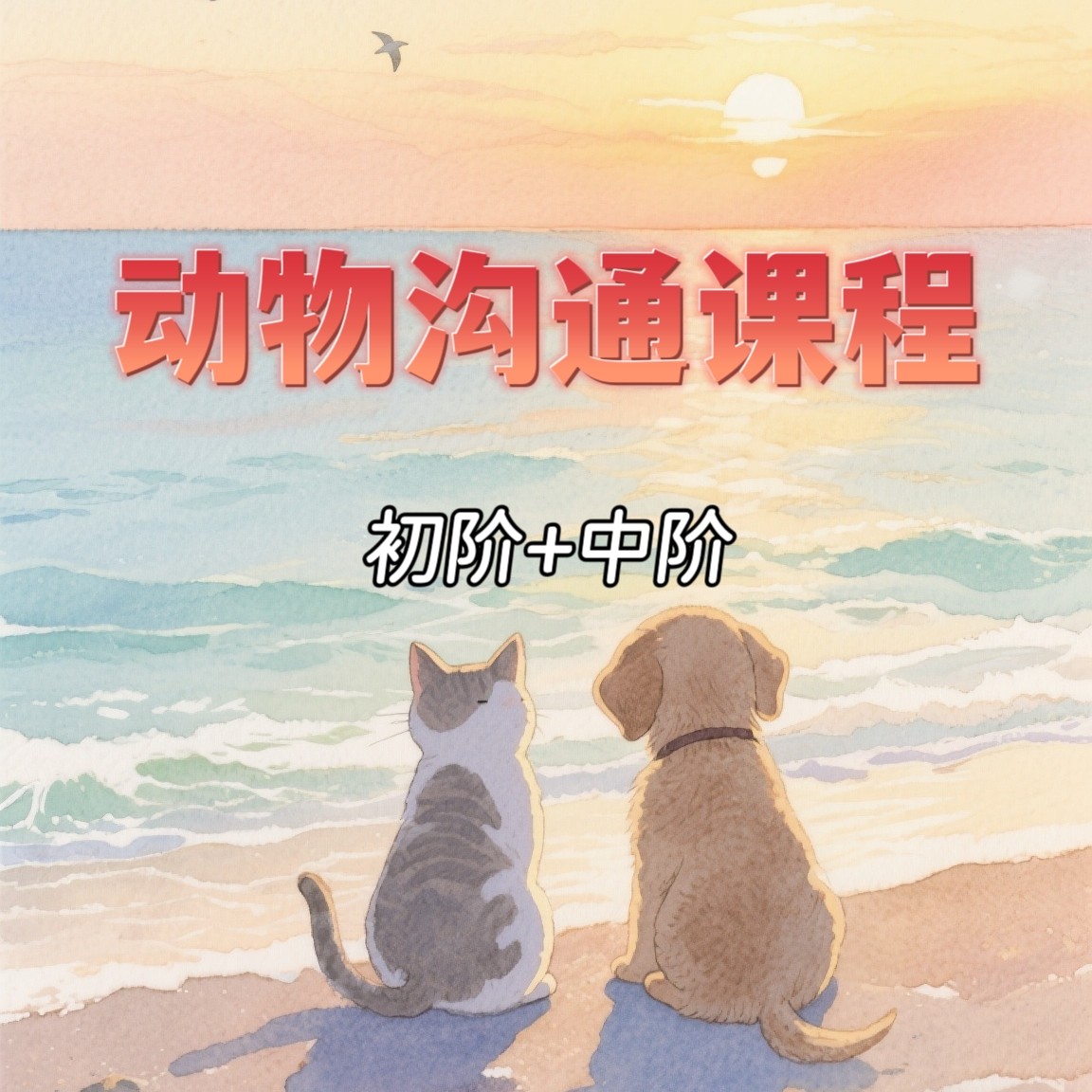 动物沟通课程动物沟通初阶+中阶课程合集视频课程
