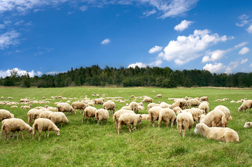 羊群高清3d草地高清美丽草原蒙古包牛羊电视背景墙蒙古包直播烧烤