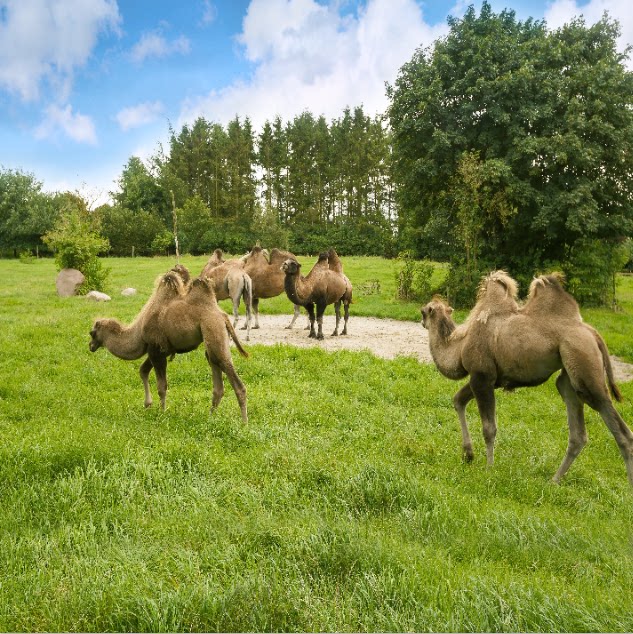 fj0971高清美丽草原鲜花骆驼3d牛羊电视背景墙蒙古包快手直播烧烤