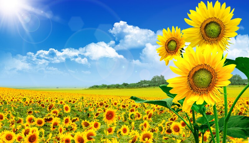 fj01016蓝天白云树草地向日葵朝阳日出电视沙发墙风景电视背景墙