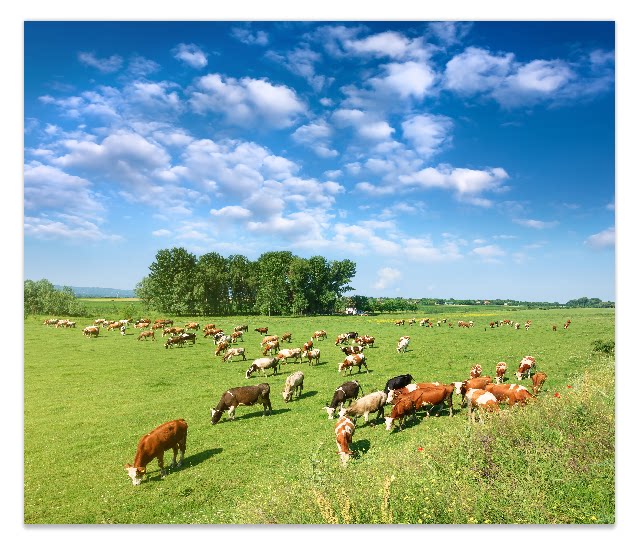 fj986牛群羊草原直播快手抖音背景壁画马鞍弓箭x866蒙古雪山风景