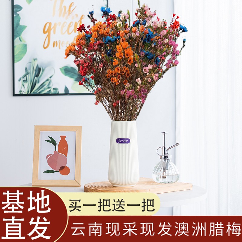 澳洲腊梅精选水养插花鲜切花云南基地现采现发_昆明米澜花苑_鲜花速递/花卉仿真/绿植园艺-第5张图片-提都小院