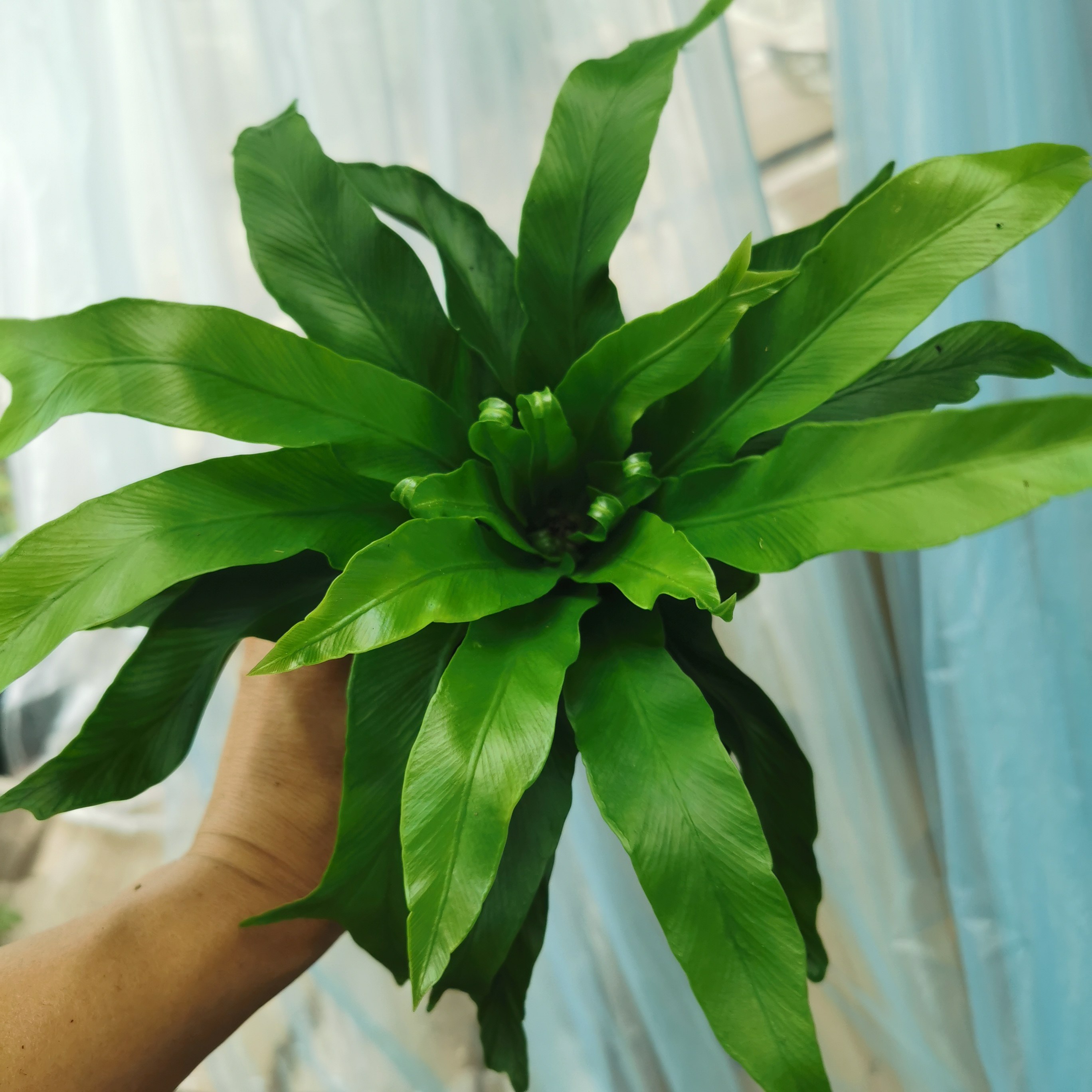 观赏蕨盆栽 观赏蕨盆栽 展叶鸟巢蕨盆栽植物 鸟巢蕨植物盆栽