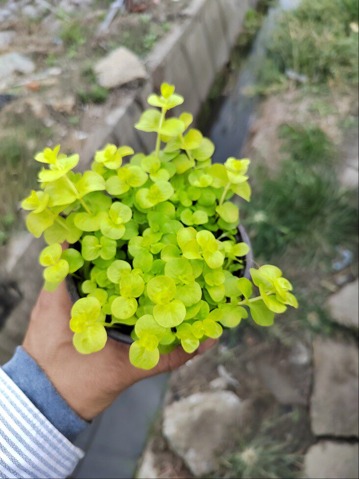 过路黄四季黄色爬藤铺面植物墙体绿化垂直绿化植物组合景观植物