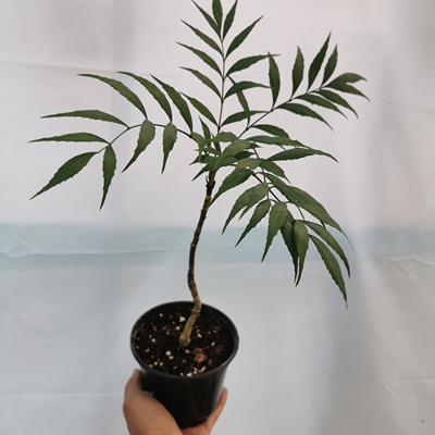 柳叶十大功劳盆栽欧美风高档好养耐寒耐热高度30-40厘米