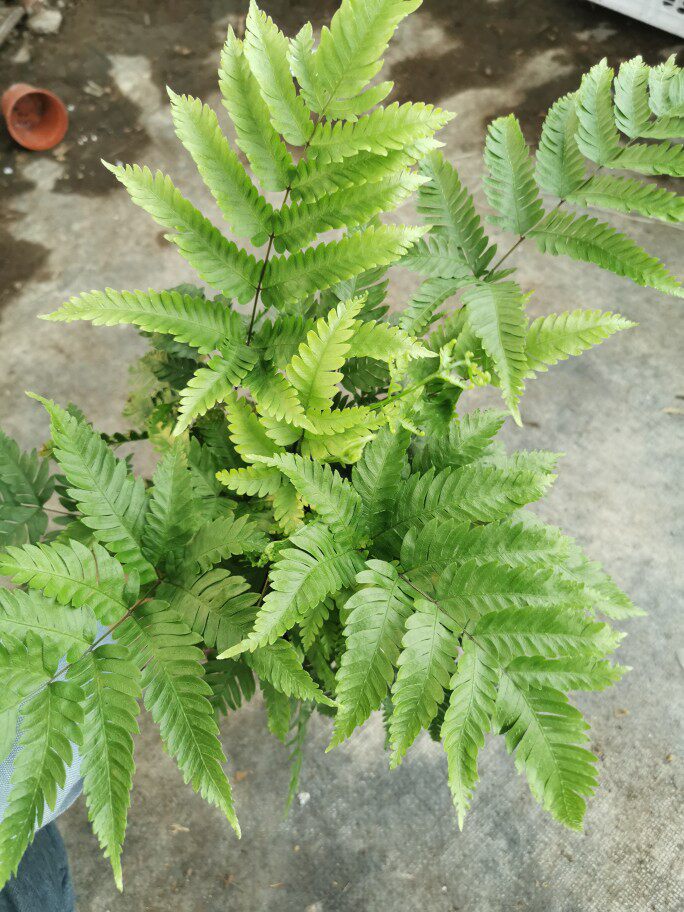 大盆傅氏蕨绿植盆栽雨淋植物水族箱植物室内绿植耐阴一加仑