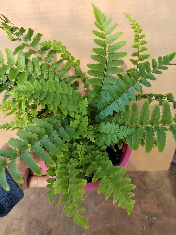 一加仑东京木蕨盆栽室内绿植耐阴植物四季绿色净化空气好养