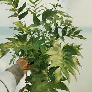 贯众蕨绿植室内盆栽庭院K四季好养花卉多年生植物